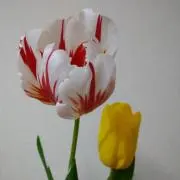 太陽sanの画像