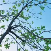 JiJiの画像