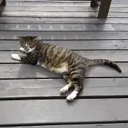 こねさんの画像