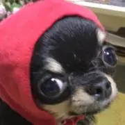 あるちゃんママの画像