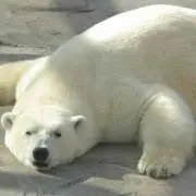 ダニーの画像