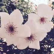 ばに