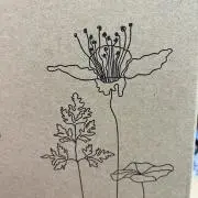 さくらの画像