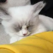 ネコすけの画像