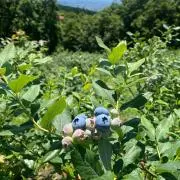 ブルーブルーベリー＊プロフご確認くださいの画像
