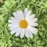 さきやまの画像