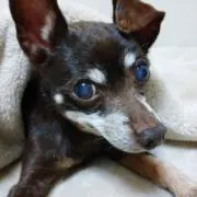 ユーフォルビアの画像