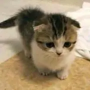 くうちゃん