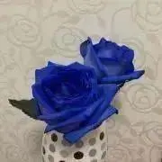 ありすの画像