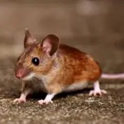 KIDの画像
