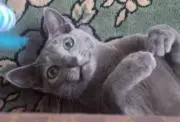 きゃさりんの画像
