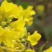 ちやむ＊プロフ一読願いますの画像
