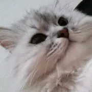 mi...❃の画像