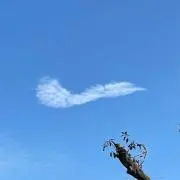 スイミーナの画像