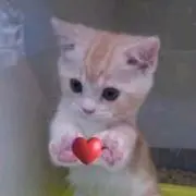 priの画像
