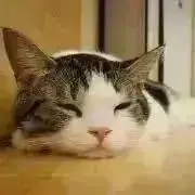 あずきの画像