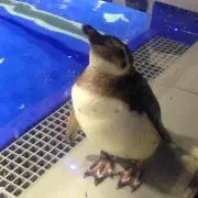 かりんか