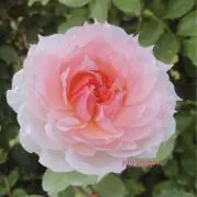 minimariの画像