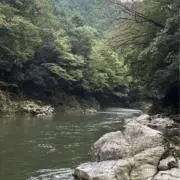 わらびの画像