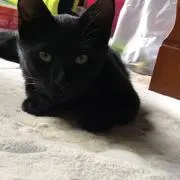 くろねこの画像