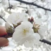 littlemyの画像