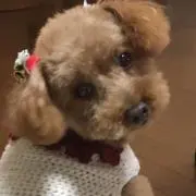 だふ