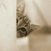 リーダー