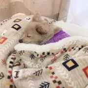 うめの画像