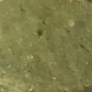 シロヤモリの画像