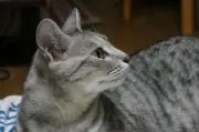 Takky