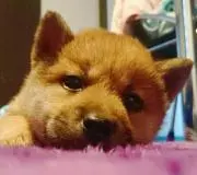 いづぽこの画像