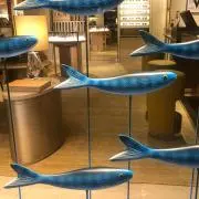 魚ちゃんの画像
