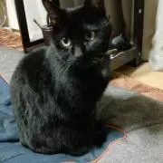 スルメ