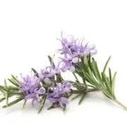 rosemary
