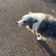 ハルの画像