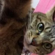 しらたまの画像