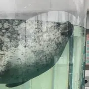 モノクロスの画像