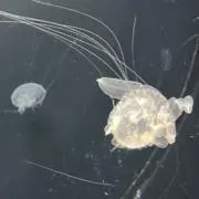 るりの画像