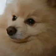 クック✩セール