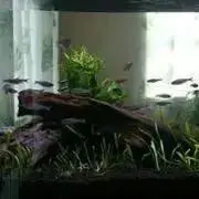 Kinganny7の画像