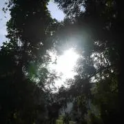 ひとだま