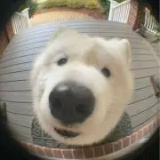 ばったけしの画像