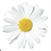 Daisyの画像