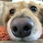 ポチの画像