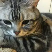 タシロエミコ