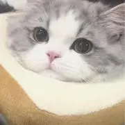 めいの画像
