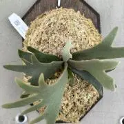 ジェニーの画像