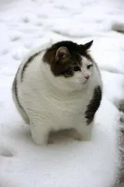 さくら