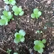 ばろんの画像
