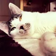 まお丸